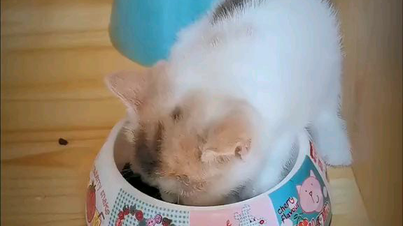 有的猫,吃着吃着就睡了